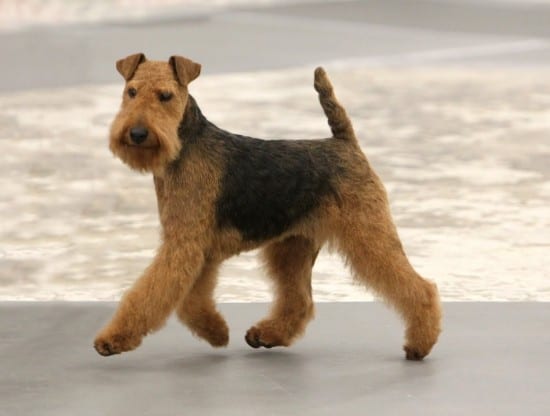 Airedale-Terrier-Out-For-A-Walk
