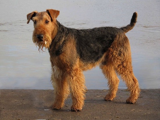 Airedale Terrier Dog Breed Information & Photos - SpockTheDog.com