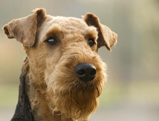 Airedale-Terrier-Portrait