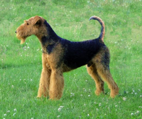 Airedale-Terrier-Pose