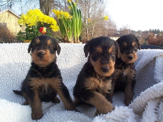Airedale-Terrier-Small-Family