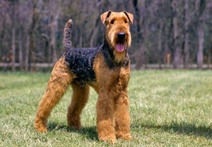 Airedale-Terrier