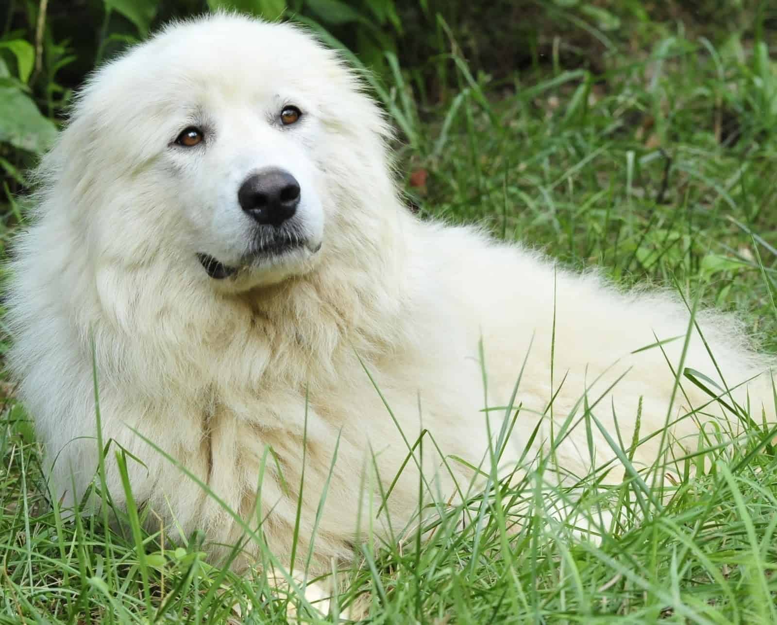 Крупная белая порода собак. Акбаш порода собак. Маремма-абруццкая овчарка. Турецкий Акбаш. Пиренейская Горная овчарка.
