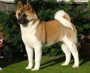 Akita