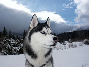 Alaskan-Husky