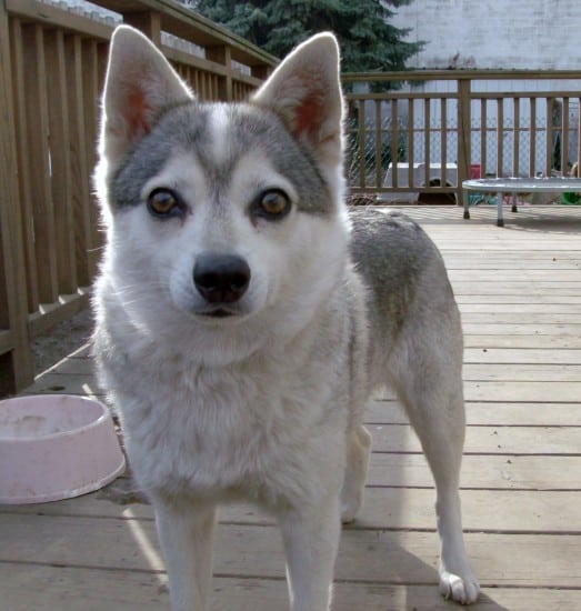 Alaskan-Klee-Kai-Curious