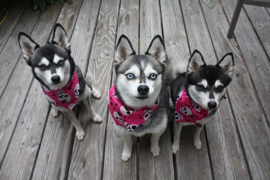 Alaskan-Klee-Kai-Cute-Puppies