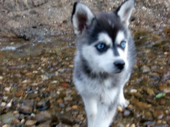 Alaskan-Klee-Kai-Fuzzy-Puppy