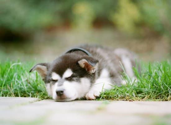 Alaskan-Klee-Kai-Sleeping