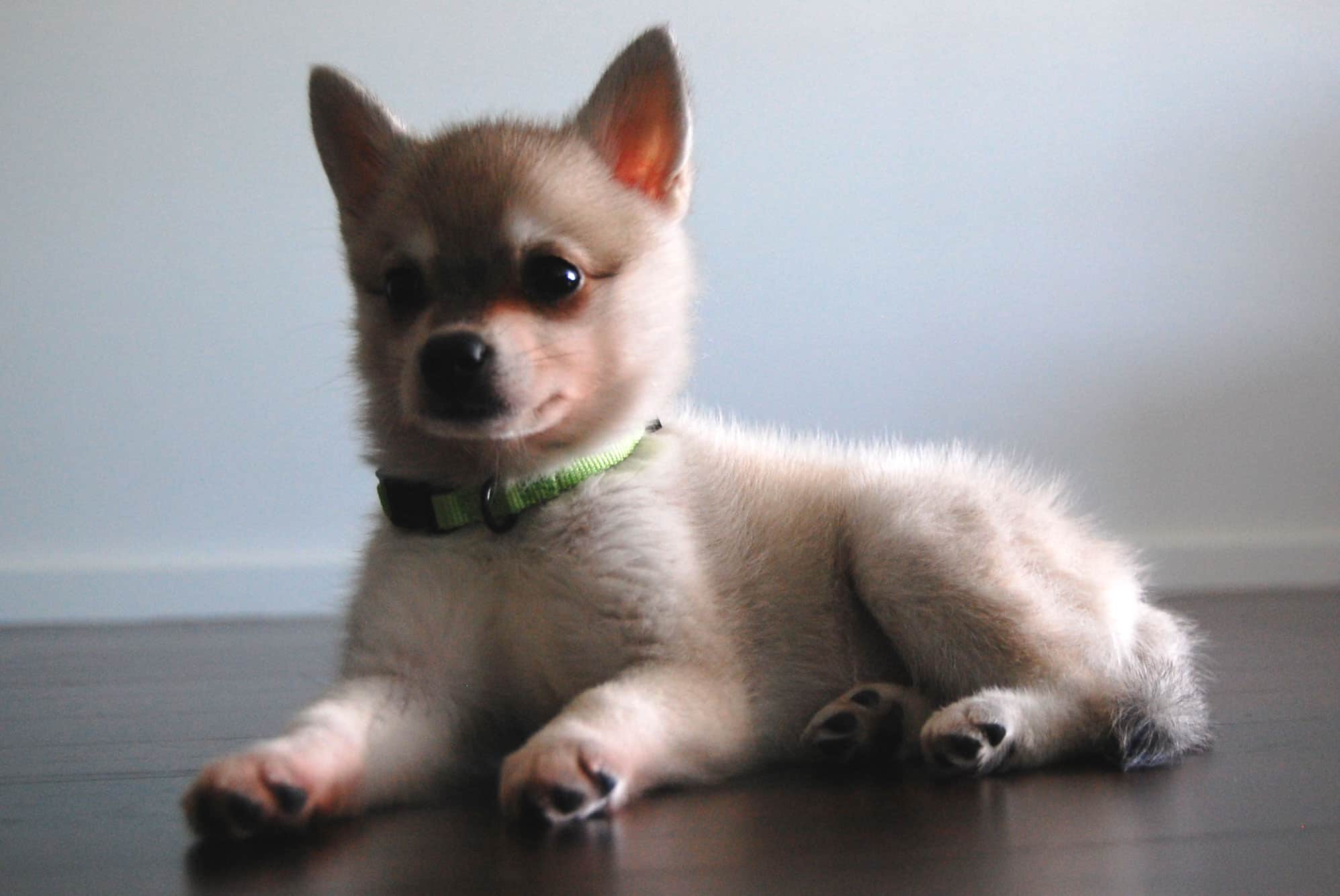 alaskan klee kai chihuahua mix