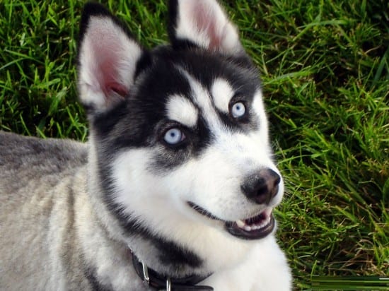 Alaskan-Klee-Kai-Smiling