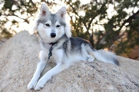 Alaskan-Klee-Kai
