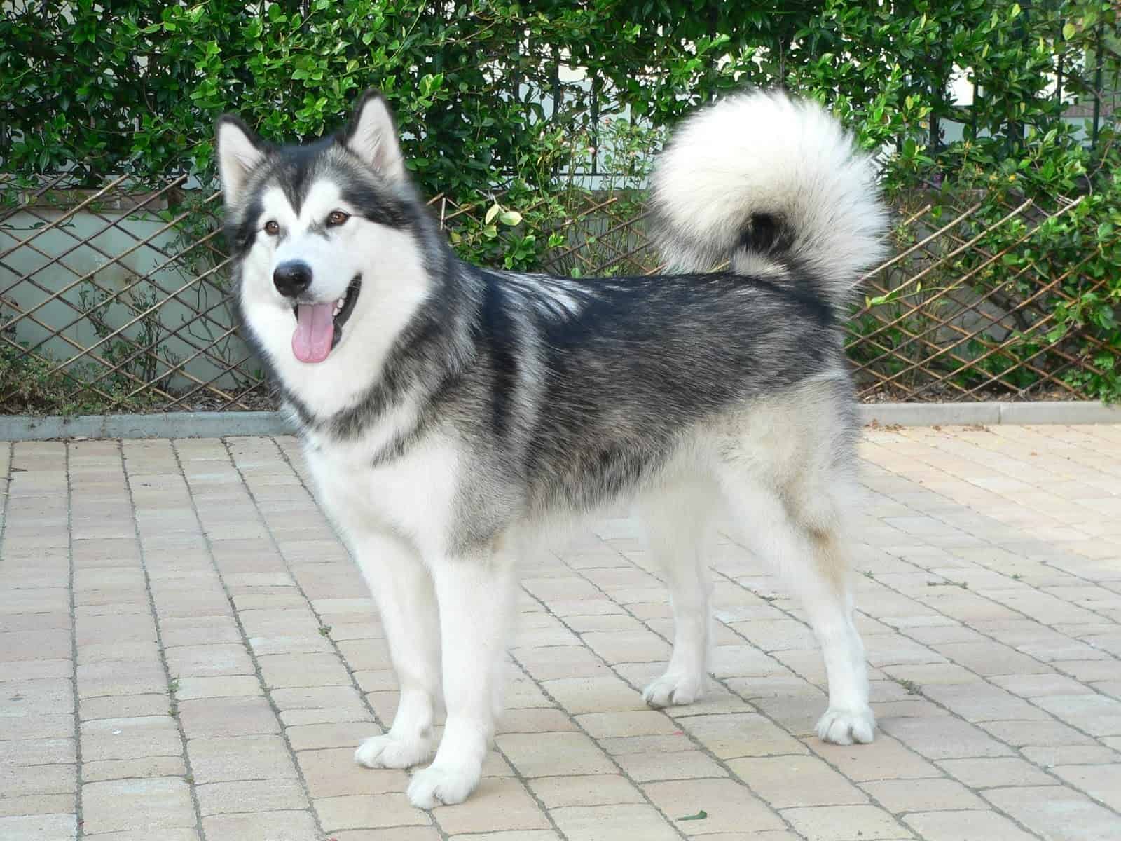 blue malamute