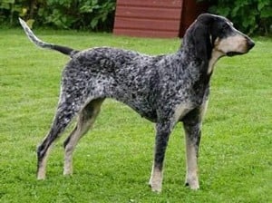 American-Blue-Gascon-Hound