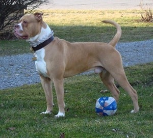 American-Bulldog