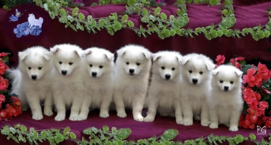 American-Eskimo-Big-Family