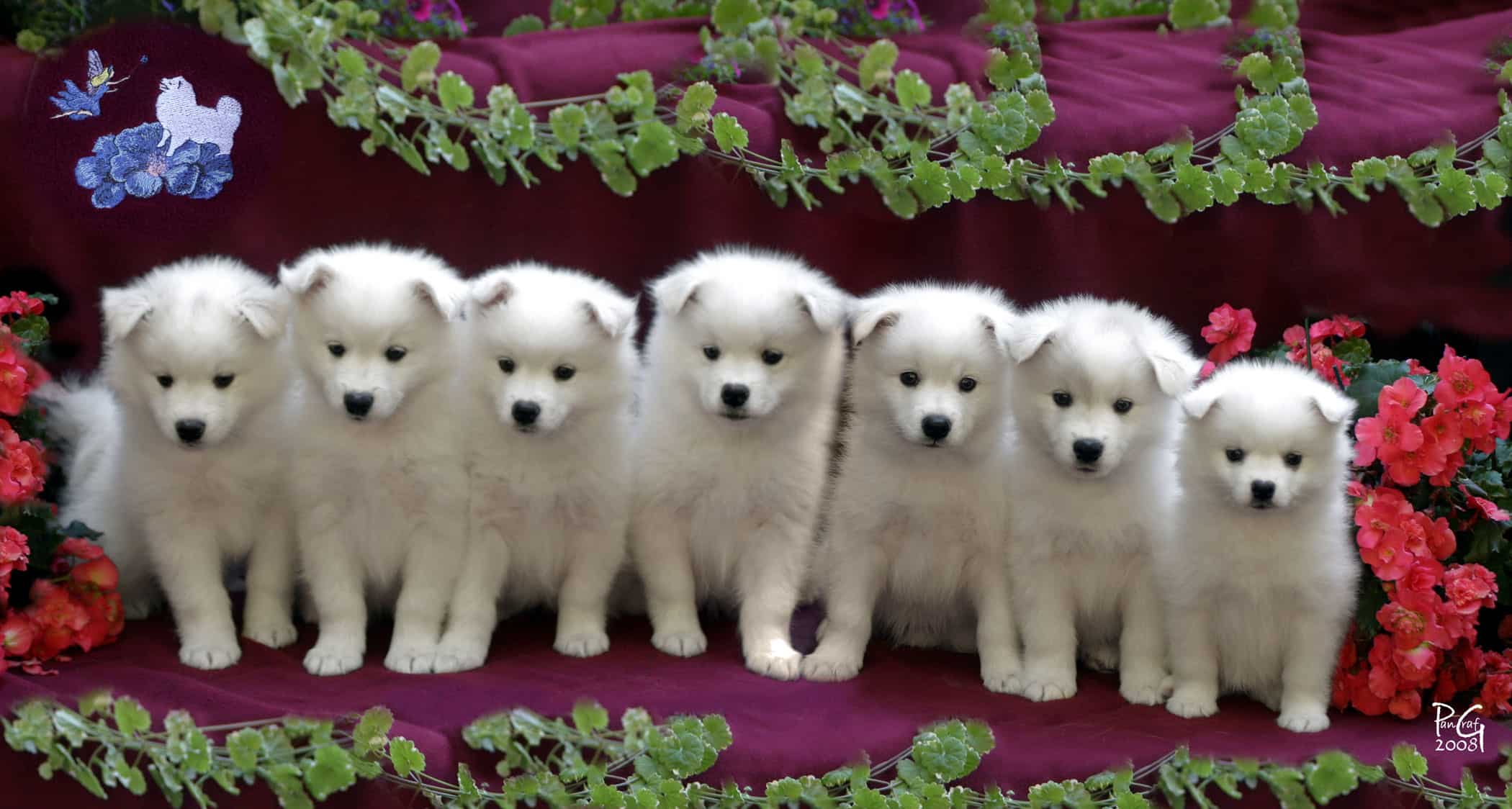 american eskimo dog figurines