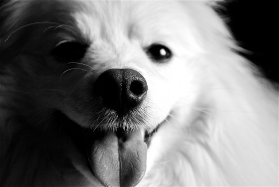 American-Eskimo-Black-And-White