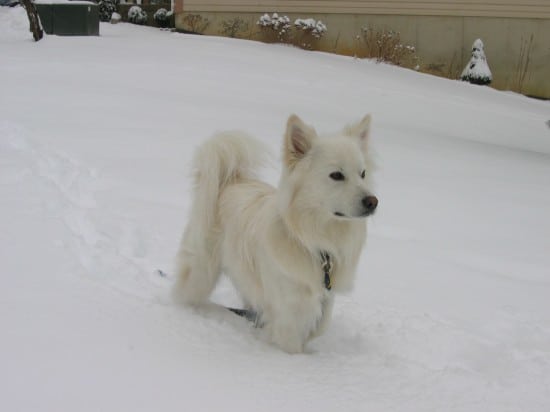 American-Eskimo-Time-To-Play