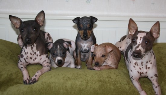American-Hairless-Terrier-Big-Family