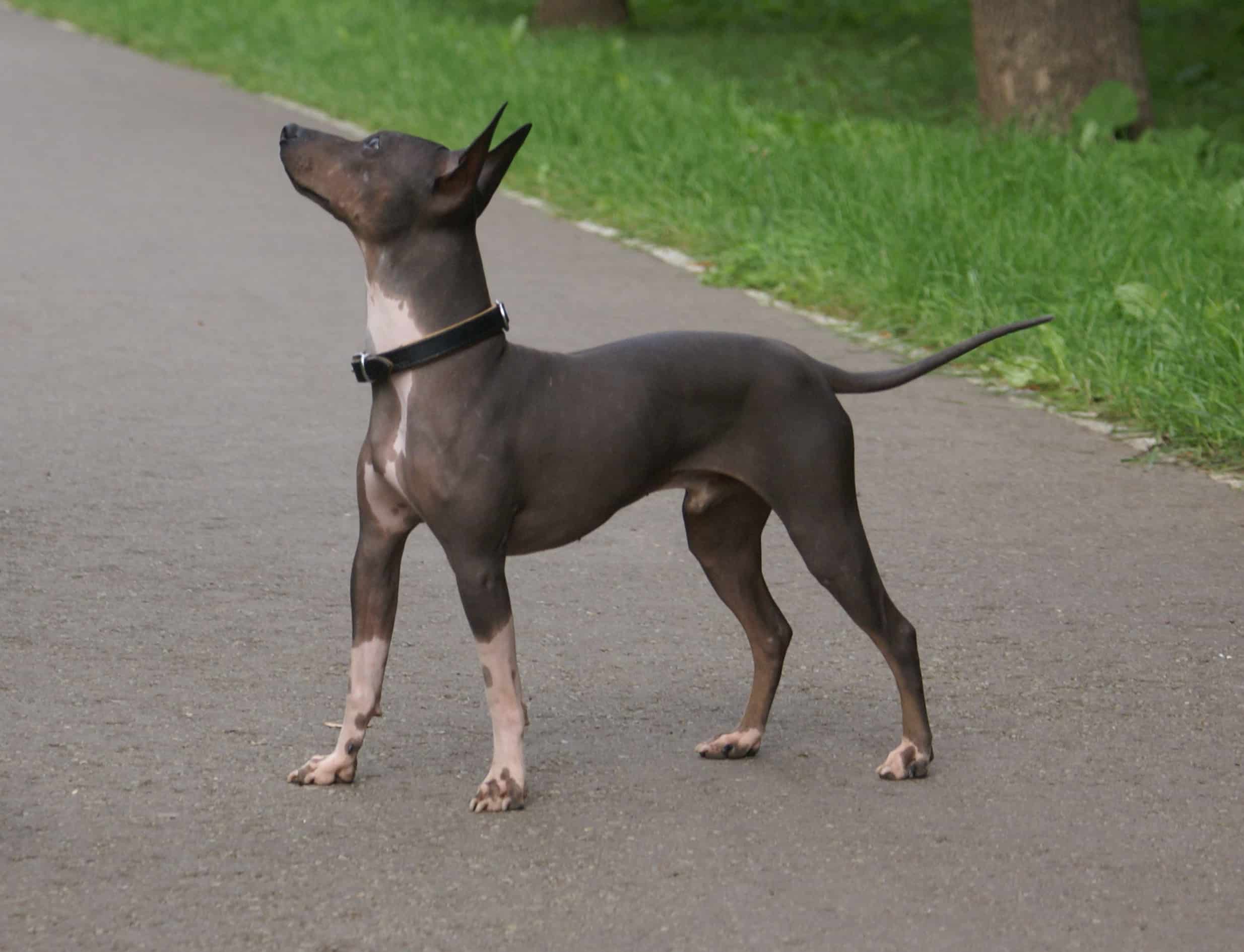 American Hairless Terrier Breed Info And Care