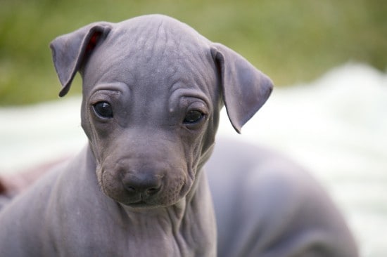 American-Hairless-Terrier-Cute-Little-Puppy