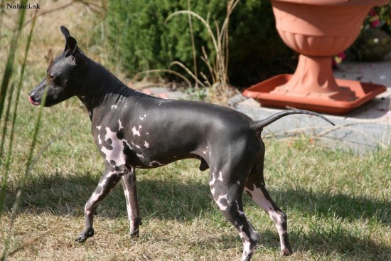 American-Hairless-Terrier-Hungry