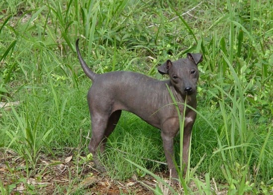 American-Hairless-Terrier-Listening