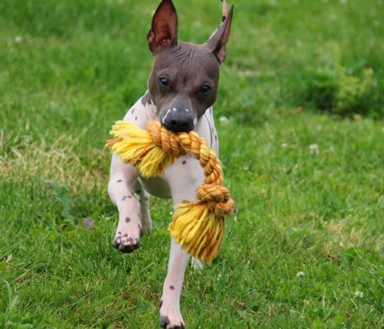 American-Hairless-Terrier-Playing