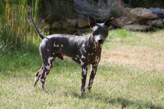 American-Hairless-Terrier-Pose