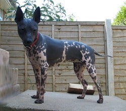 American-Hairless-Terrier