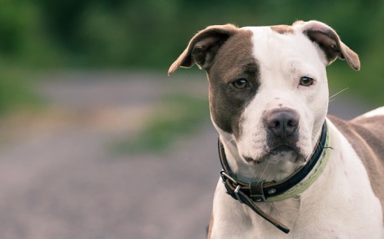 American-Pit-Bull-Terrier-Curious