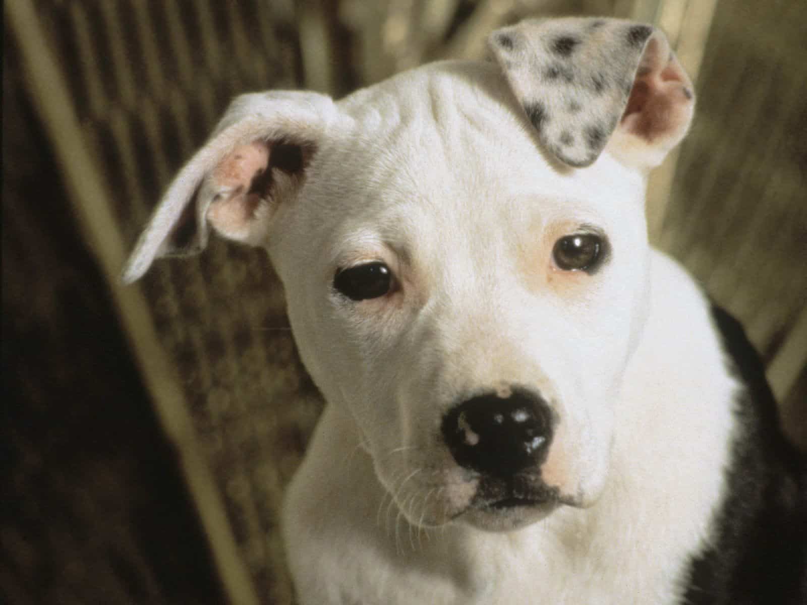 white terrier pitbull