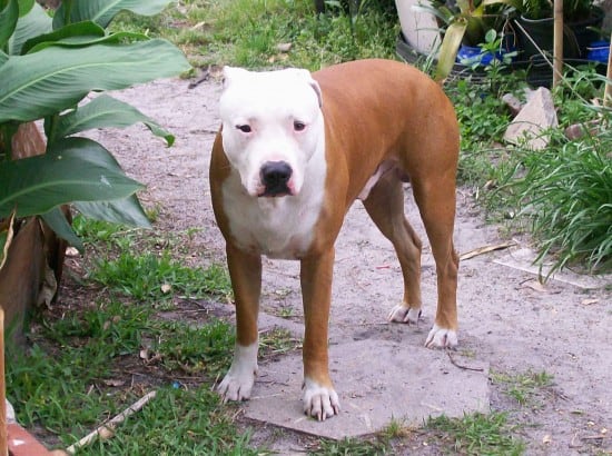 American-Pit-Bull-Terrier-Lost