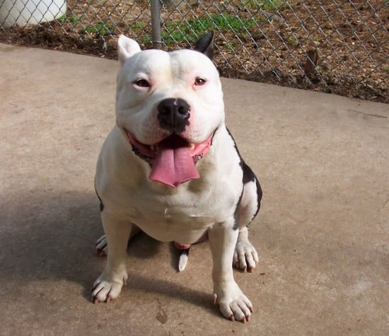 American-Pit-Bull-Terrier-Thirsty