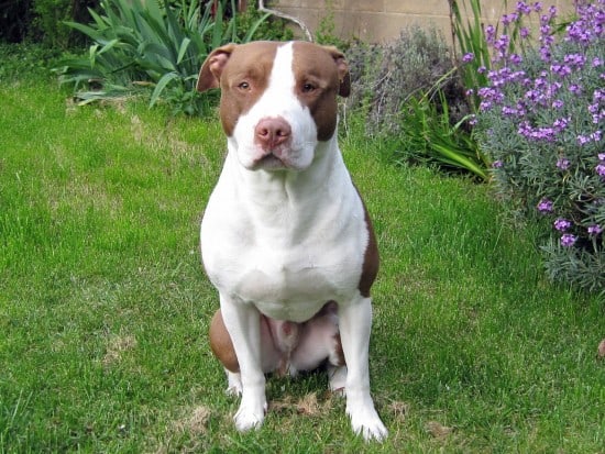 American-Pit-Bull-Terrier-Waiting