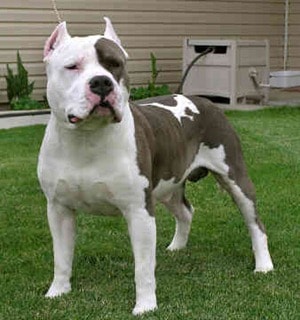 American-Pit-Bull-Terrier