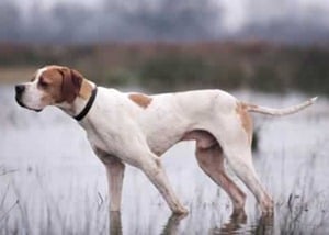 American-Pointer