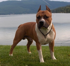 American Staffordshire Terrier