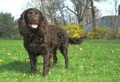 American-Water-Spaniel