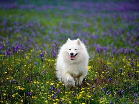 American_Eskimo_Dog_Desktop_Wallpaper