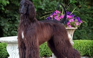 Black-afghan-hound