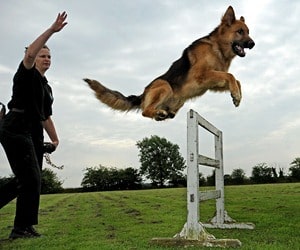 Dog-Agility-Training