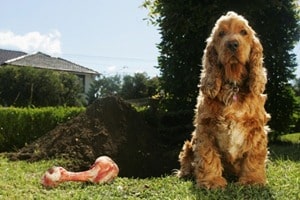 Dog with a Bone</p>
<p>A cocker spaniel sits next to a bone in front of a large hole</p>
<p> Animal Themes,  Puppy, Cocker Spaniel, cute,<br />
Canine, Pure Bred Dog, Domestic Animals, Dog, Animal, Pets, Discovery, Digging, Grass, Searching, Looking, Ground, Hiding, Brown,Hole, Behaviour,Beautiful, bone,<br />
ground, dogs,silly, dirt, pets,pet, bury, naughty, garden<br />
