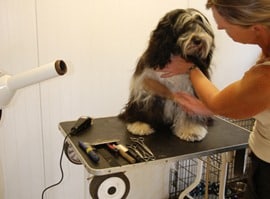 Dog-Groomer