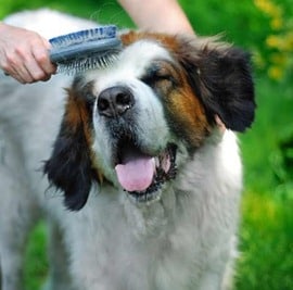Dog-Grooming-Hair-Brush