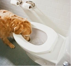 Dog-Toilet