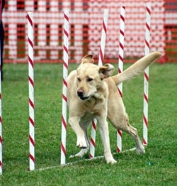 Labrador-Agility-Training-Exercise