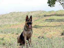 Large-German-Shepherd-Dog