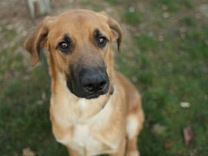 Mixed Breed German Shepherd Dog